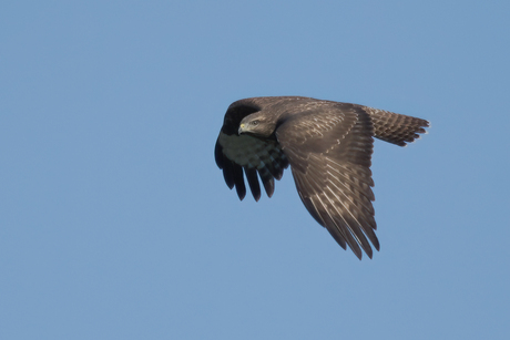 buizerd