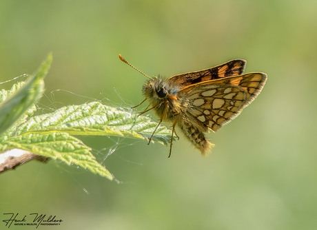 Bont dikkopje (Carterocephalus palaemon)