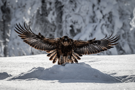 Steenarend in de sneeuw in Finland