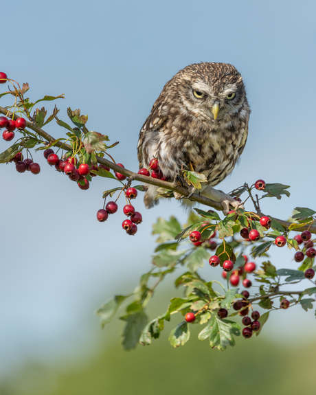 Steenuil op een Meidoorntak met bessen.