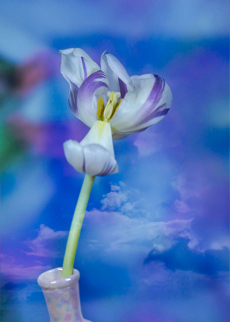 bloem in de wolken...........................