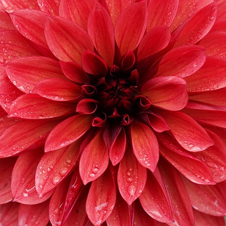 Dhalia met druppels .