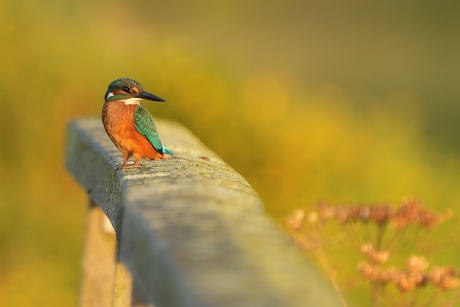 IJsvogel