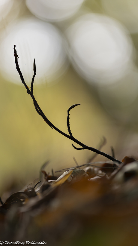 ZoomNL Dorstpaddestoelendag
