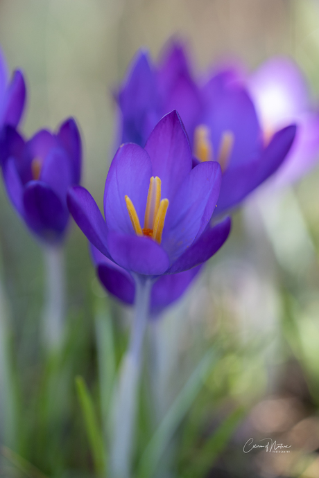 Krokussen 