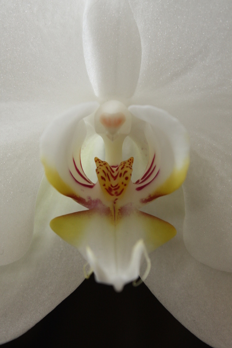 Eerste macro: Phalaenopsis