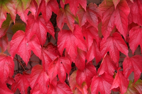 Autumn red