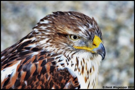 amerikaanse buizerd