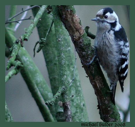 Vreemde vogel ?????