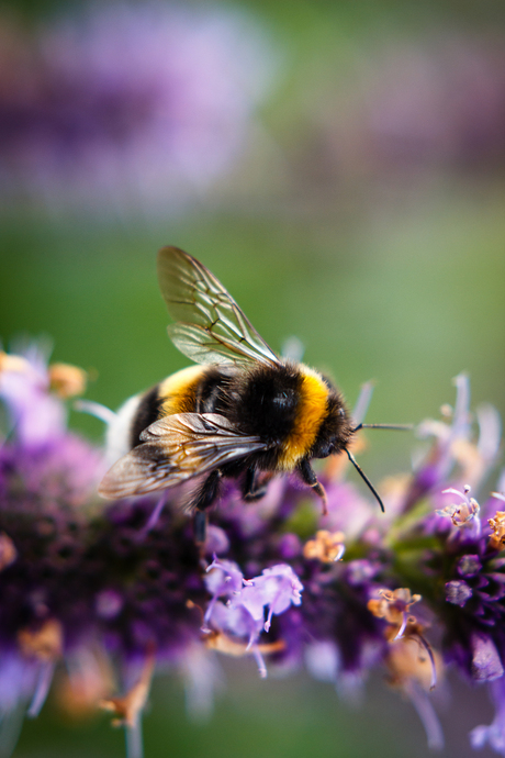 hommel feestmaal