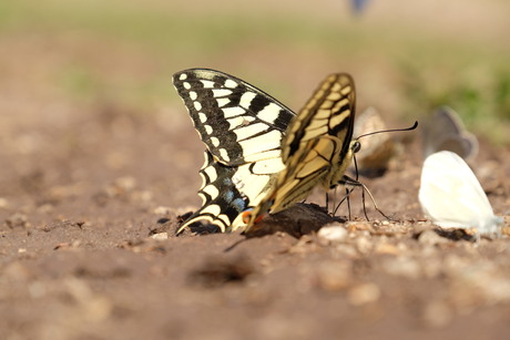 Koningepage vlinder