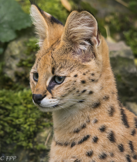 Serval