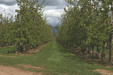 Fruitbomen