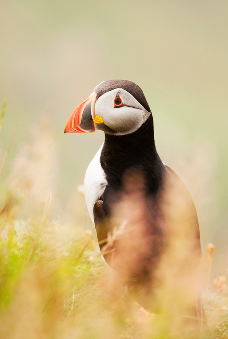 Papegaaiduiker op Shetland