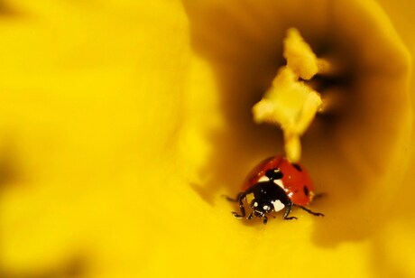 lieveheersbeestje op bloem