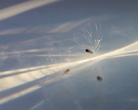 voorjaarspluis boterbloem