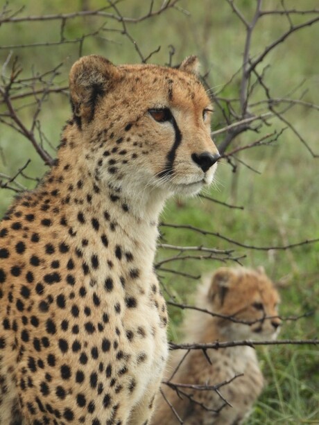 Cheeta and child