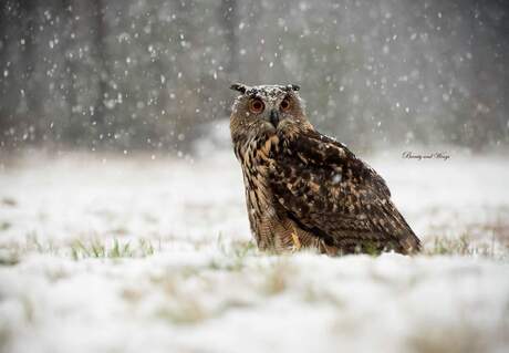 Europese Oehoe in de sneeuw