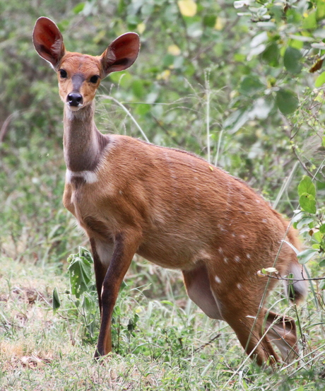 impala tussen het groen