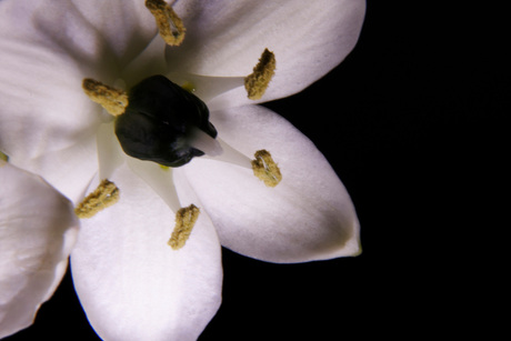 Klein wit bloemetje