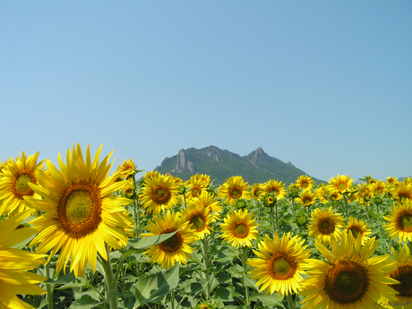 Zonnebloemen