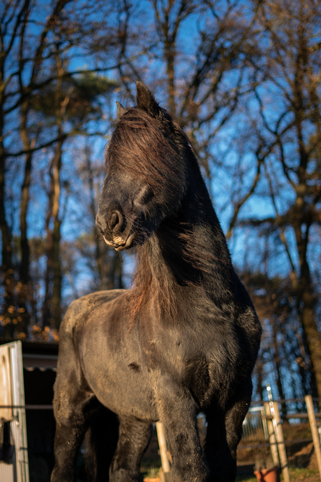 Look at me, i'm a Friesian horse.