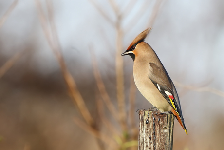 pestvogel op paaltje