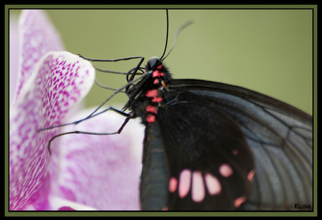 Vlinder op orchidee