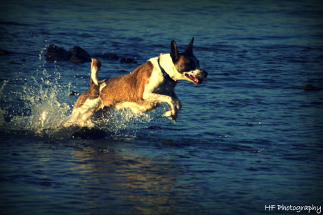 Dolfijnen honden sprong in het water