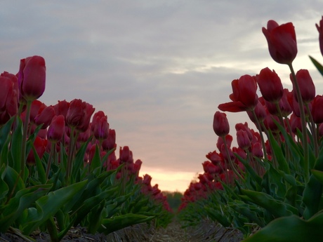 Tulips