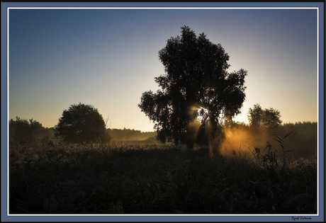 Oostvaardersplassen IV