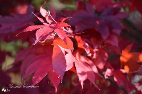 Herfstrood