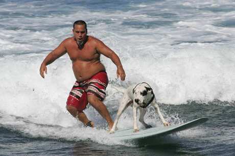 de hond of de surfer