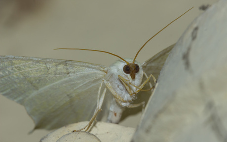 Vliervlinder - Ourapteryx sambucaria