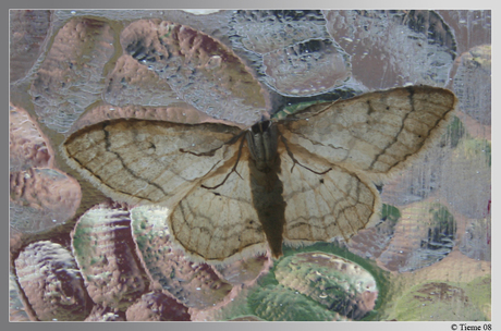 Onderkant vlinder