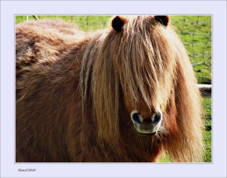 shetland.pony