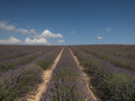 Lavendel in de Provence