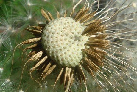 Wonderlijke natuur