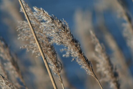 Riet