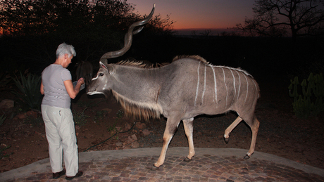 Kudu in de tuin