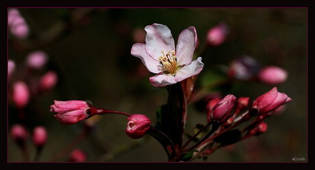 Malus Hupehensis