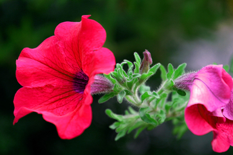 Roze bloem