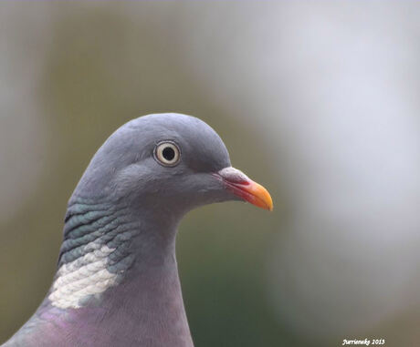 close-up houtduif