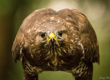 Buizerd