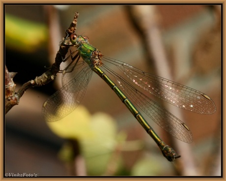 Groene Juffer