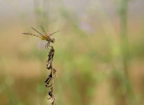 Free as a libelle