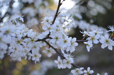 Bloemen in Burger Zoo