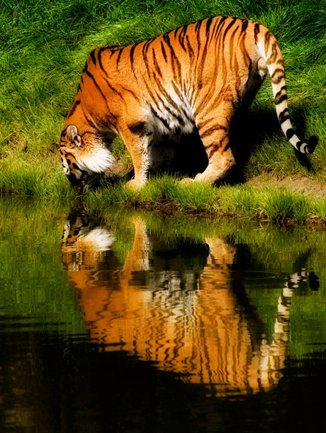 tijger reflectie