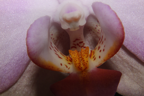 Het hart van de orchidee