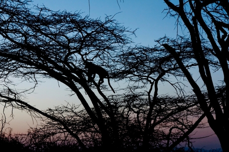 Luipaard in boom Kenia